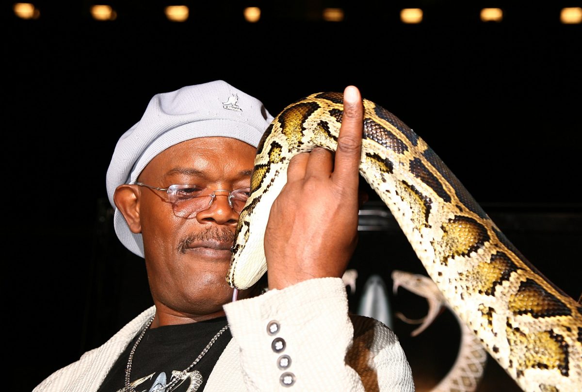 Samuel L. Jackson tient un serpent lors de la première du film Snakes on a Plane