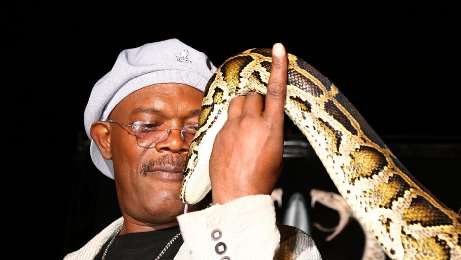 Samuel L. Jackson est fier de &lsquo;Snakes on a Plane&rsquo;, &lsquo;I Stand by it&rsquo;