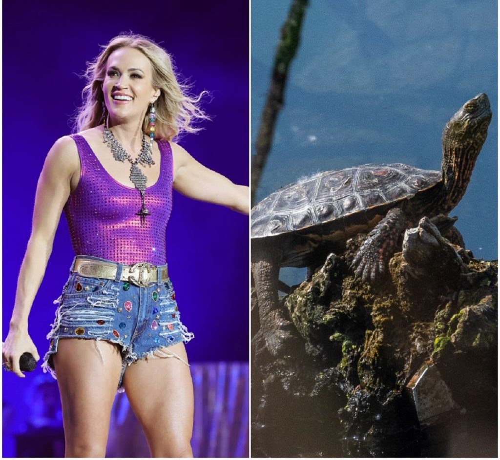 (L) : Carrie Underwood se produisant au Stagecoach Festival 2022, (R) : Une tortue prenant un bain de soleil sur une bûche dans un lac