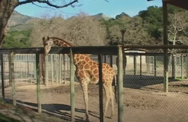Jabbar est malheureusement décédé après un accident avec une porte de grange du ranch. 1 crédit