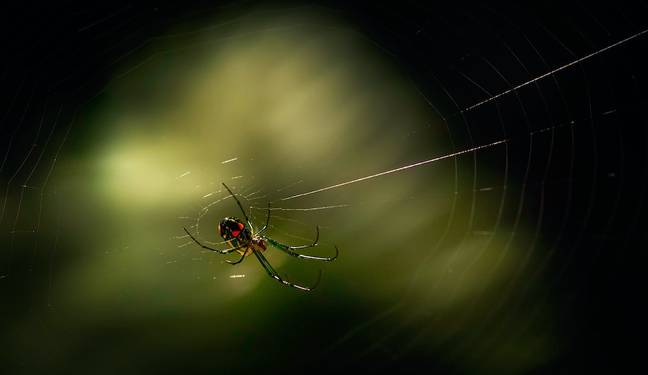 Webslinger de James Cameron a été inspiré par le rituel d'accouplement des araignées réelles. 1 crédit