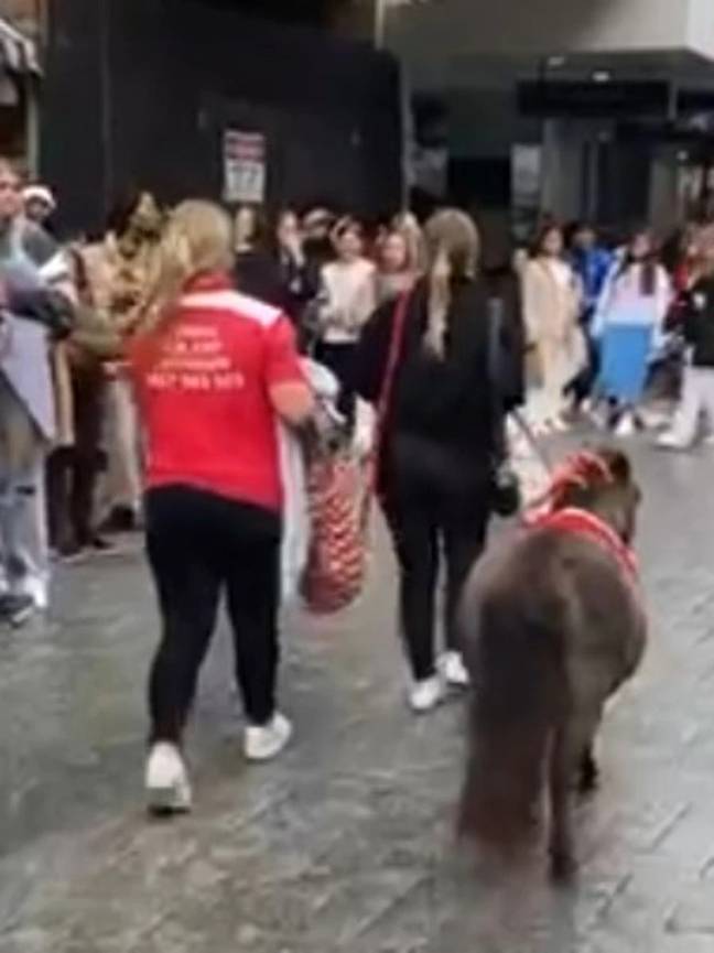 Un fan est arrivé avec un poney.  Crédit : TikTok/emily_maeve