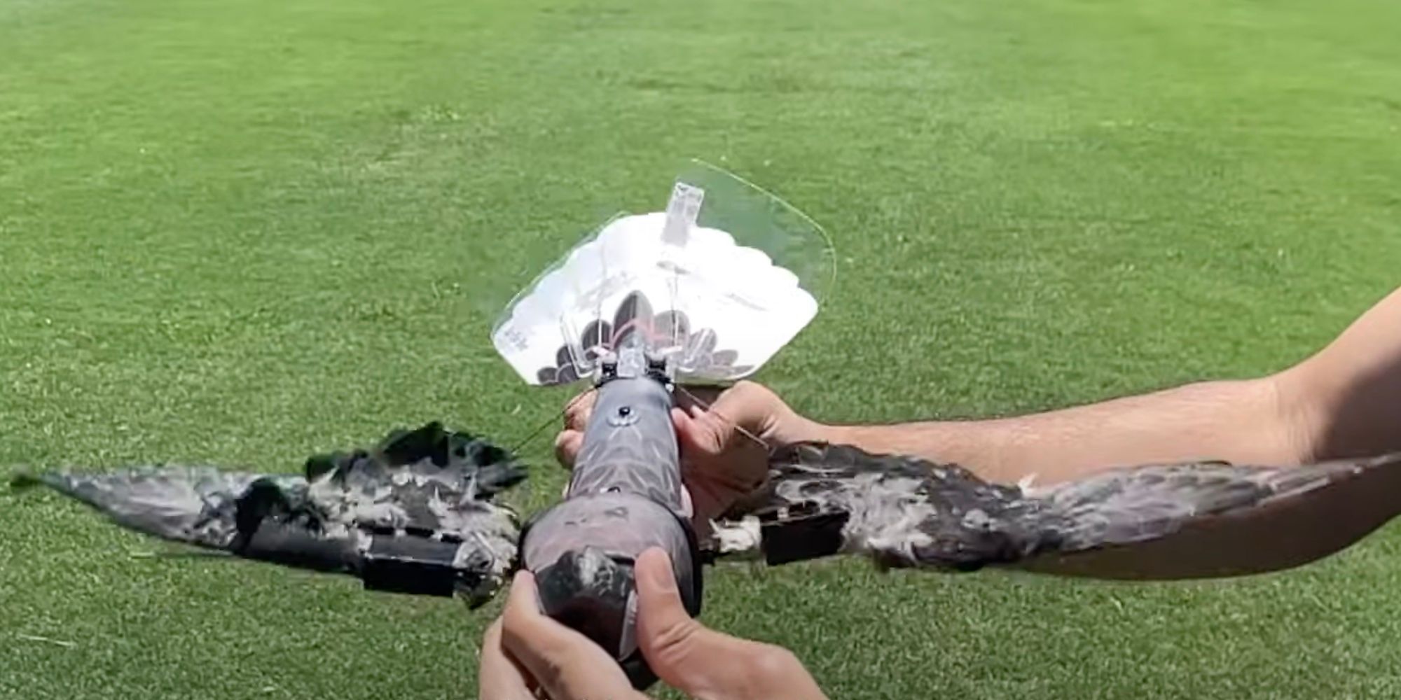 Un drone d'oiseau tenu dans la main d'une personne montre certains des composants internes, y compris les mécanismes de battement d'ailes