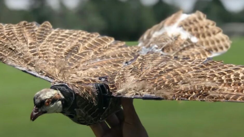 Les cadavres d&rsquo;oiseaux réutilisés car les drones sont une horreur corporelle dystopique IRL