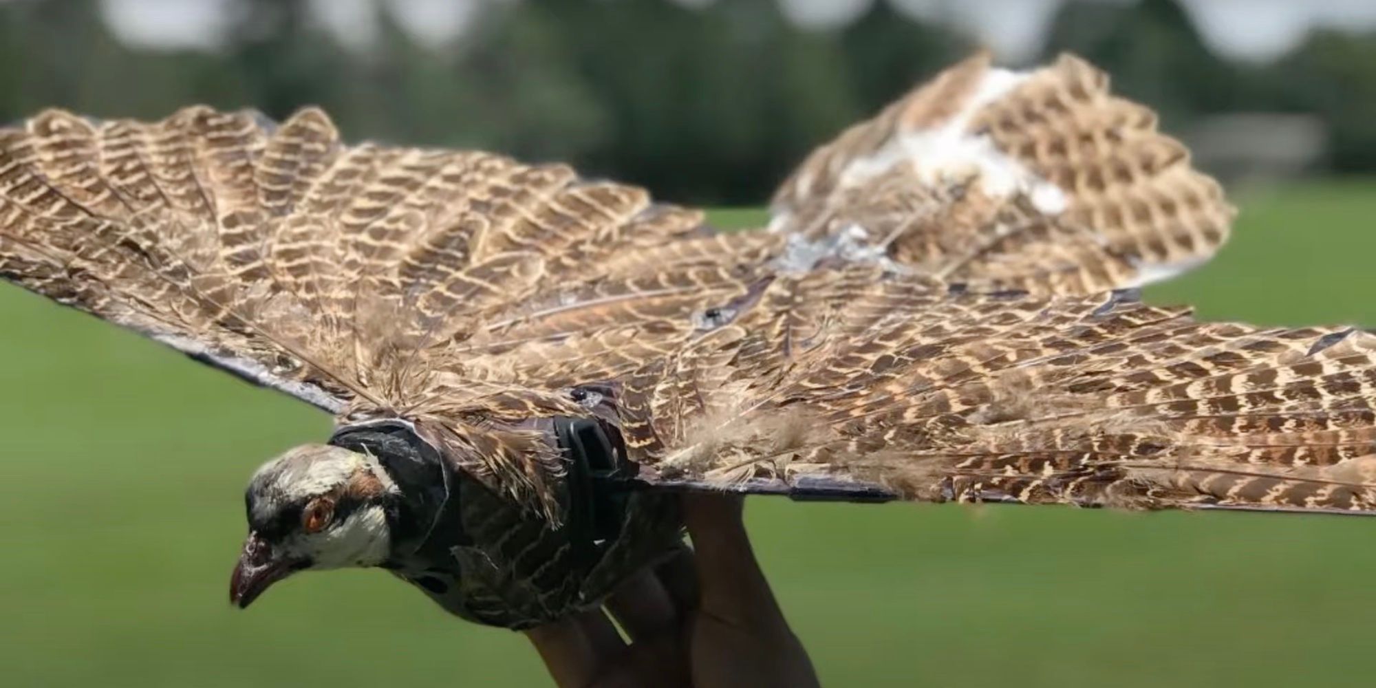 Un drone oiseau est tenu près de la caméra avec ses ailes déployées 